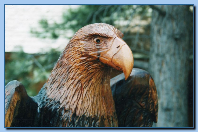 2-22 eagle  perched, half-spread wings-archive-0004